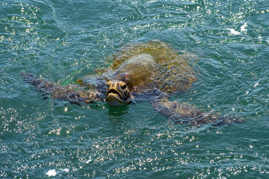 A green sea turtle in action near Los Angeles.