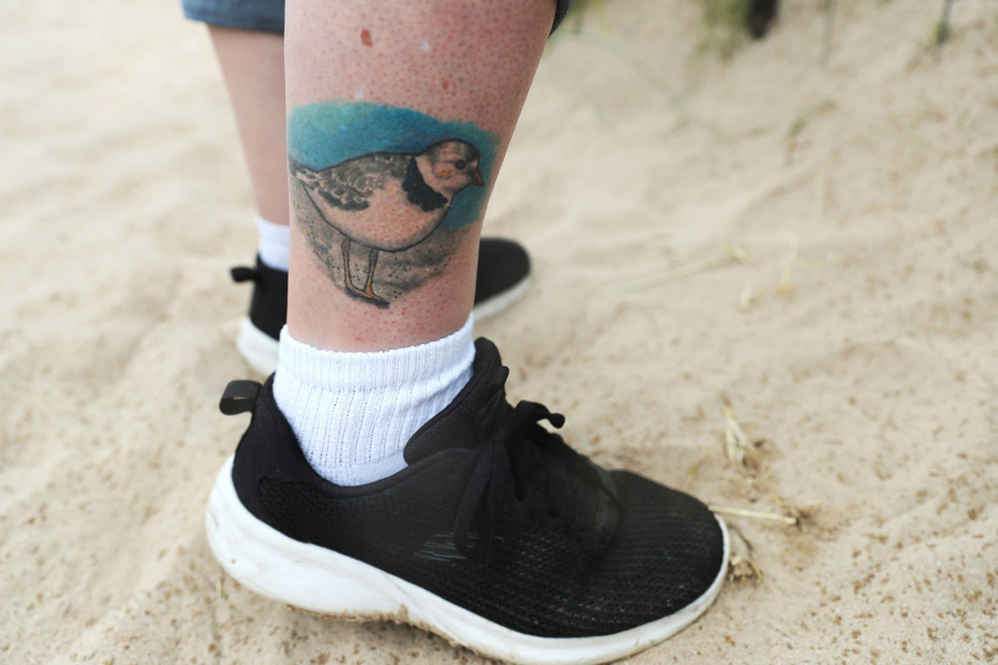 A tattoo of Rose, an endangered Great Lakes piping plover, is inked on the leg of Dori Levine, a volunteer for the U.S. Fish and Wildlife Service, as she observes Rose and her mate, Monty, with their four recently hatched chicks July 10, 2021, at Montrose Beach in Chicago. (Jose M.