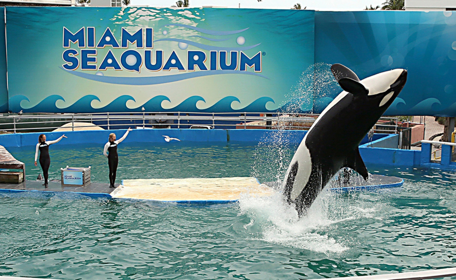Lolita the killer whale, seen in January 2014, was the star attraction at Miami Seaquarium for decades.
