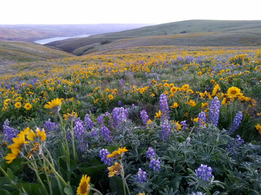 "March and early April are a great time of year for wildflowers in the eastern Gorge," said Ren?e Tkach of Friends of the Columbia Gorge. This April view of wildflowers carpeting vast Columbia Hills State Park, the easternmost park in the Gorge, shows why.