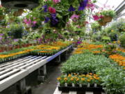 Healthy cell packs of flower starts are sale in 2017.
