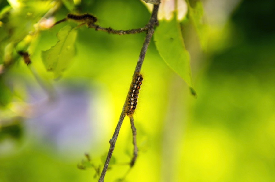 This 2017 photo by Holland Haverkamp shows a browntail moth caterpillar in Maine. The caterpillars can cause an itchy rash in humans, and a new study by University of Maine scientists states that their spread appears aided by climate change.