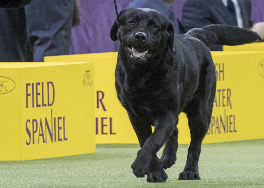 Memo, a Labrador retriever, competes Feb. 13, 2018, in the sporting group during the 142nd Westminster Kennel Club Dog Show, at Madison Square Garden in New York.