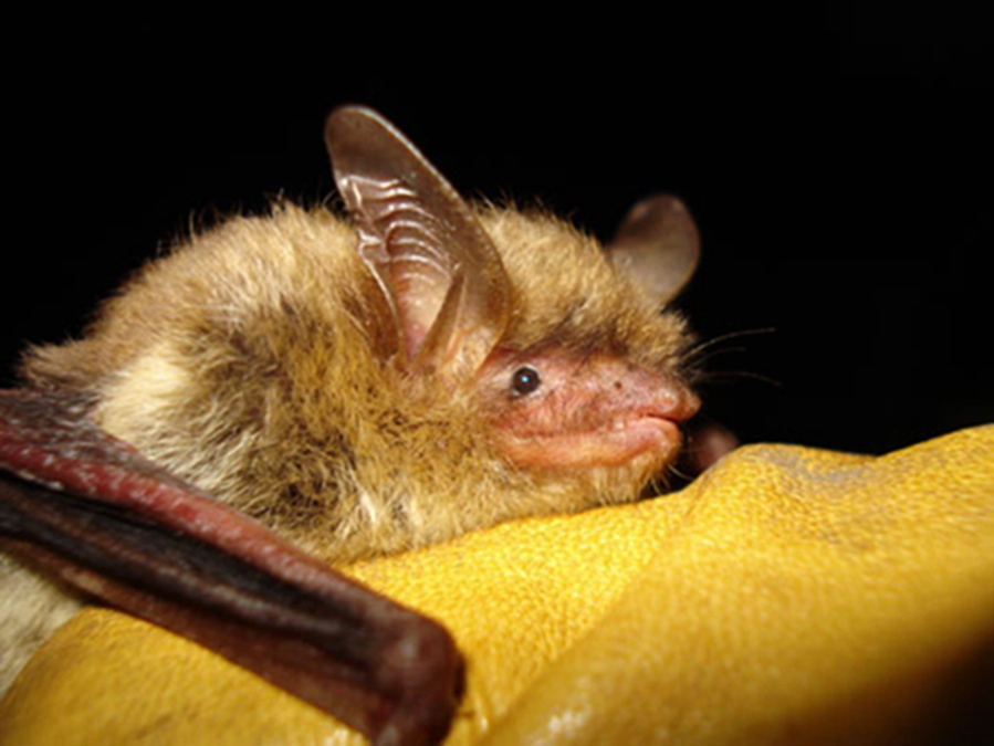 FILE - This undated file photo provided by the Wisconsin Department of Natural Resources shows a northern long-eared bat. The U.S. Fish and Wildlife Service is proposing to list it as endangered. Officials say its population has fallen sharply because of a fungal disease called white-nose syndrome, which has spread across nearly 80% of the species' range.