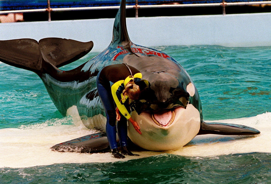 FILE - In this March 9, 1995 file photo, trainer Marcia Hinton pets Lolita, a captive orca whale, during a performance at the Miami Seaquarium in Miami. The new owners of the Miami Seaquarium will no longer stage shows with its aging orca Lolita under an agreement with federal regulators. MS Leisure, a subsidiary of The Dolphin Company, said in a news release it completed acquisition of the Seaquarium on Thursday, March 3, 2022.