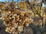 Dried hydrangea flowers (Jessica Damian/Associated Press)