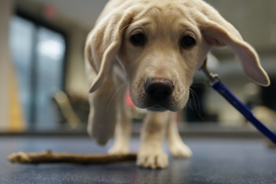 Moira, a 9-week-old Labrador puppy, sniffs the camera after dropping her stick Feb. 15 during a Guiding Eyes for the Blind foundation class at Talbot Community Center, in Easton, Md. This exercise helps a puppy with the "leave it" command.