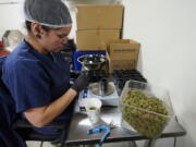 Jessica Owl, weighs True North Collective recreational marijuana, during packaging in Jackson, Mich., Wednesday, March 2, 2022. Over the past few years, Jonny Griffis has invested millions of dollars in his legal marijuana farm in northern Michigan, which produces extracts to be used in things like gummy bears and vape oils. But now that farm -- like many other licensed grows in states that have legalized marijuana -- faces an existential threat: high-inducing cannabis compounds derived not from the heavily regulated and taxed legal marijuana industry, but from a chemical process involving little-regulated, cheaply grown hemp.