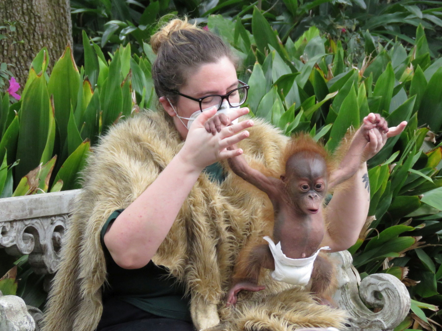 Roux, a baby orangutan born on Christmas Eve, grips assistant curator of primates Kelsey Forbes' fingers as she lifts him to strengthen his grip and arm muscles on Feb. 22 at the Audubon Zoo in New Orleans.