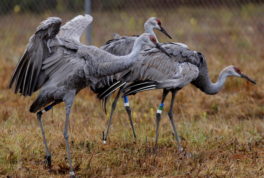 FILE - In this Nov. 27, 2012 photo, endangered Mississippi sandhill cranes stand in their temporary transitional habitat, to be later released into the wild, at the Mississippi Sandhill Crane National Wildlife Refuge in Gautier, Miss. U.S.