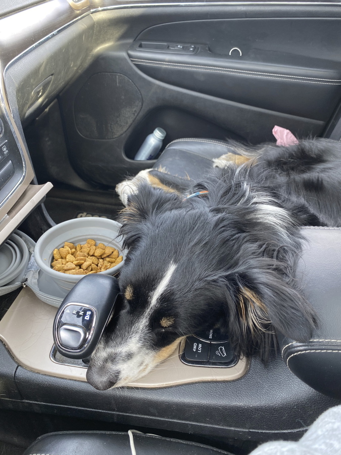 Javi, an Australian shepherd-border collie mix, sleeps in a car during a road trip from Los Angeles to San Francisco with his owner Ben Lowenstein in February. Lowenstein loves to travel and he never leaves Javi behind.