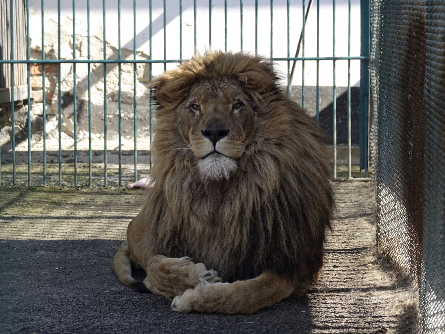 Adult male lion named Simba sits inside a cage at a zoo in Radauti, about 18 miles south of Romania's northern Siret border, on March 23. The lion and a wolf named Akyla have been evacuated from a zoo in war-torn Ukraine to safety in Romania in what an animal rights group says was a four-day mission "full of dangers" further hampered by bureaucracy at the border.