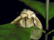 The terribly destructive and invasive gypsy moth has been renamed the spongy moth, part of the Entomological Society of America's Better Common Names project.