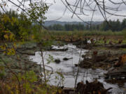 A restored section of Gibbons Creek at Steigerwald Lake National Wildlife Refuge is pictured Oct. 13.