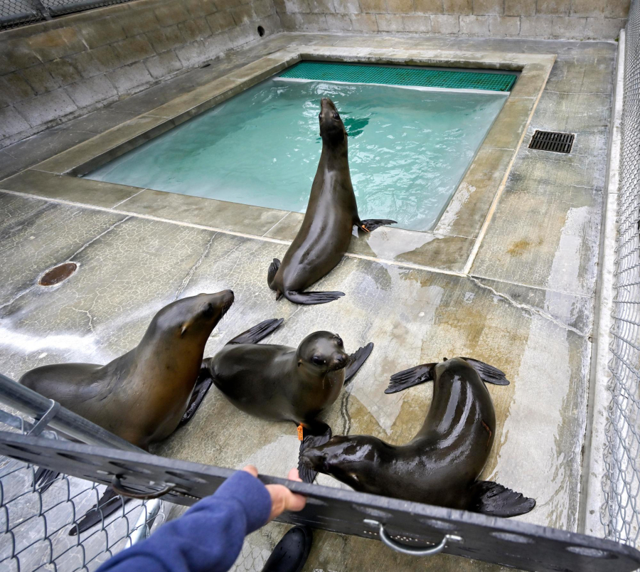 California sea lions at the Pacific Marine Mammal Center in Laguna Beach, California, on Thursday, March 31, 2022.