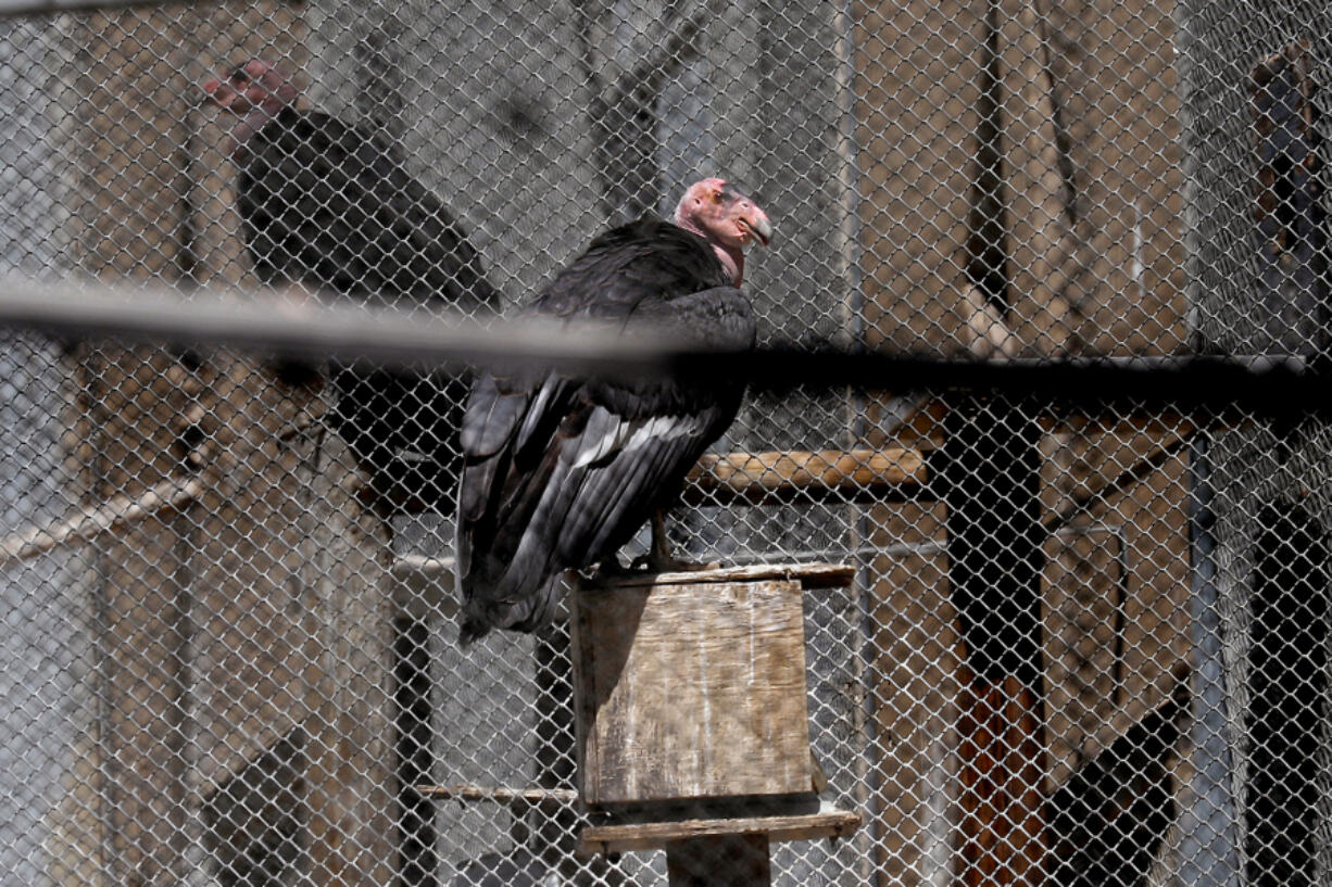 A condors at the California Condor Recovery Program at the Los Angeles Zoo on Tuesday, April 5, 2022, in Los Angeles, California.