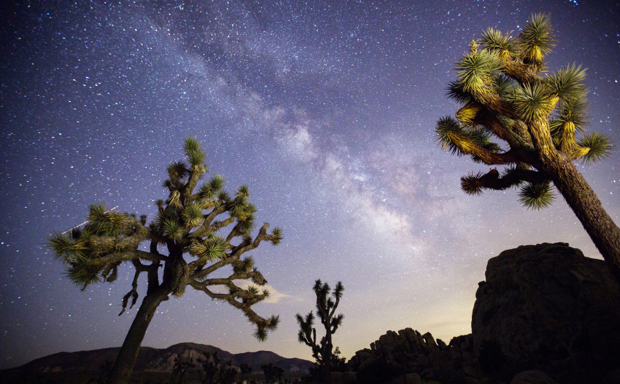 A view of the Milky Way arching over Joshua trees at a park campground popular among stargazers in Joshua Tree National Park, Wednesday, July 26, 2017. (Allen J.