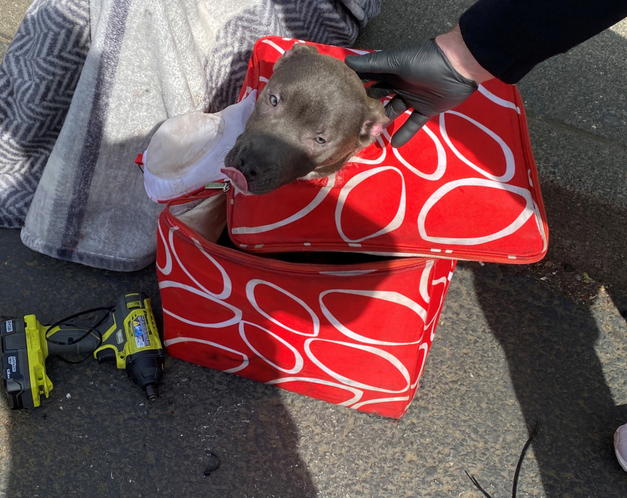 A puppy that was zip-tied into a cooler bag was rescued from the trunk of a car that the Clark-Vancouver Regional Drug Task Force searched last week during a drug investigation. The Clark County Sheriff's Office said the suspect surrendered the dog to animal control.