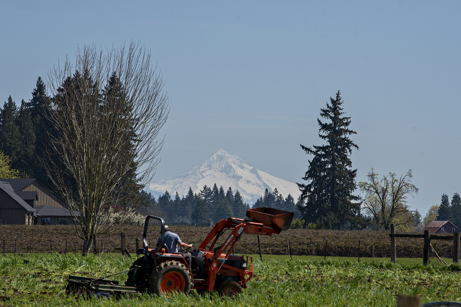 Mount Hood can be seen as Greg Valdivia of Northwest Organic Farms in Ridgefield prepares soil for future planting on April 7.