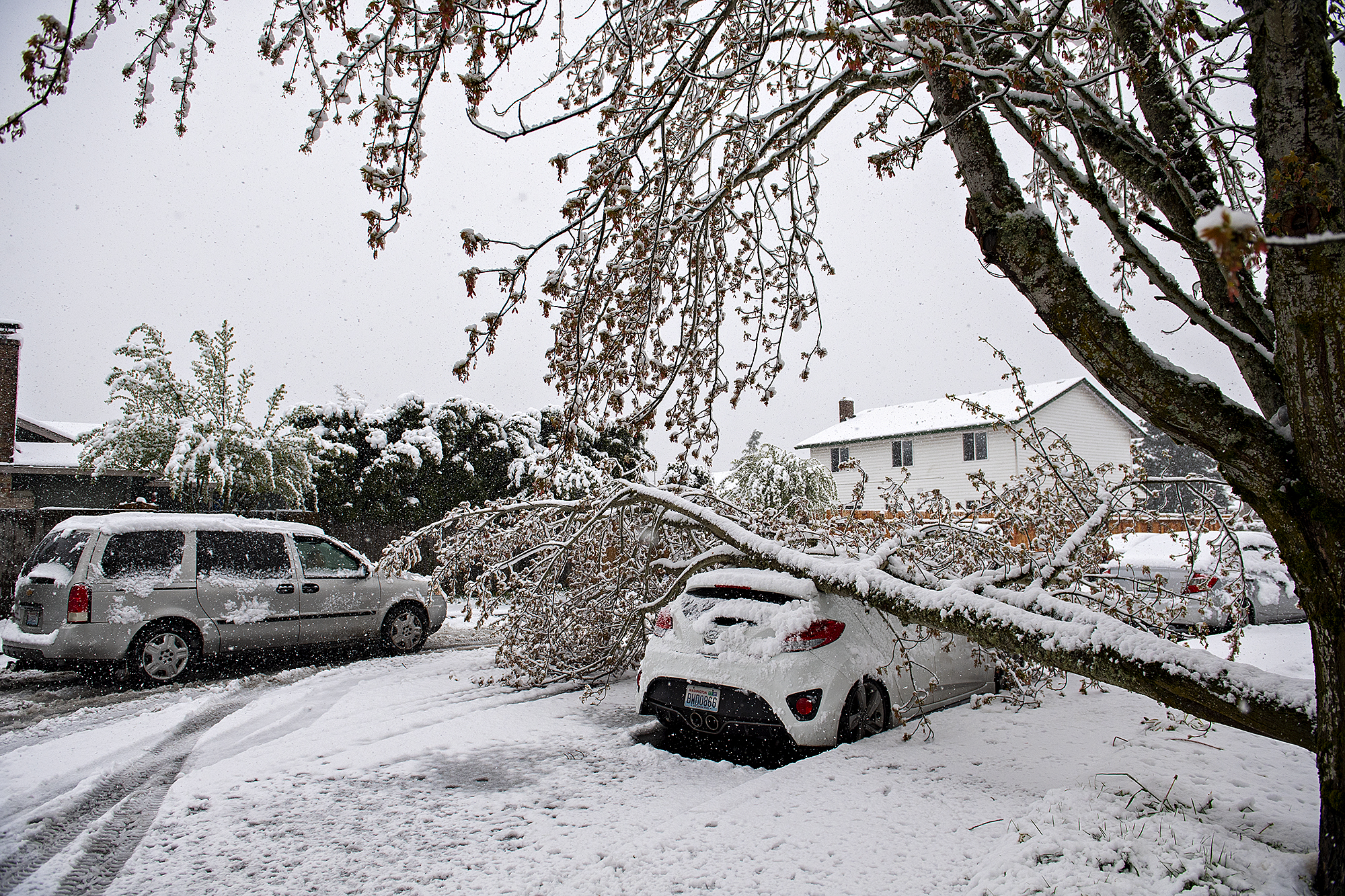 A motorist navigates around a downed tree and a damaged car in southeast Vancouver on Monday morning, April 11, 2022.