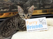 Furry Friends raised $20,560 during its annual spring auction.