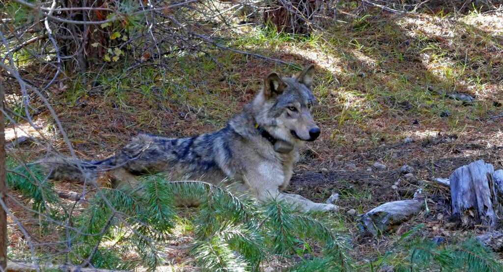 FILE - In this undated photo released by the U.S. Fish and Wildlife Service shows a dispersing wolf from the Oregon Pack OR-54, a descendent of the famous OR-7, the first wild wolf in California in nearly a century. The growth of Oregon's wolf population slowed significantly last year because 21 animals were killed by human poaching, were hit by cars or were killed by wildlife officials after eating livestock. The Oregon Department of Fish and Wildlife says the 2021 census counted 175 wolves, up just two animals from the previous year. (U.S.
