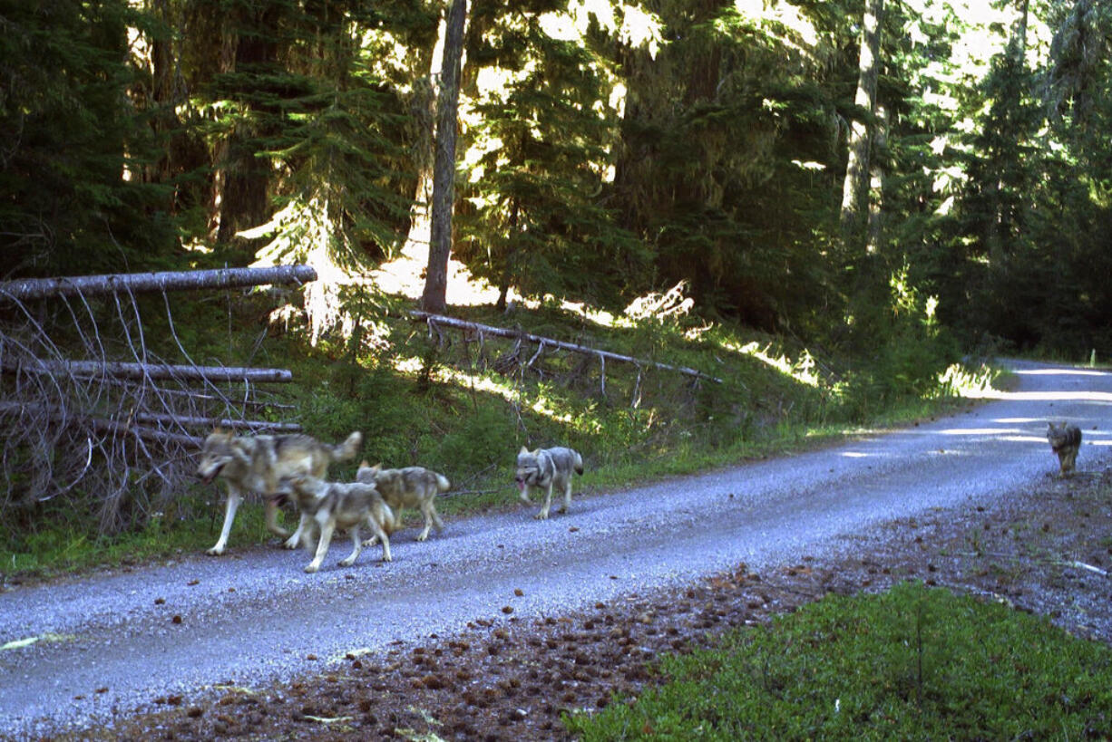 FILE - This Aug. 27, 2019, photo taken by a trail camera provided by the Oregon Department of Fish and Wildlife shows a wolf pack that had at least four pups taken during the 2019 annual wolf count/survey at Umpqua National Forest, Ore. The growth of Oregon's wolf population slowed significantly last year because 21 animals were killed by human poaching, were hit by cars or were killed by wildlife officials after eating livestock. The Oregon Department of Fish and Wildlife says the 2021 census counted 175 wolves, up just two animals from the previous year.