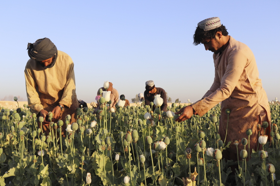 Afghan farmers harvest poppy in Nad Ali district, Helmand province, Afghanistan, Friday, April 1, 2022. Afghanistan's ruling Taliban have announced a ban on poppy production, even as farmers across many parts of the country began harvesting the bright red flower that produces the lucrative opium which is used to make heroin.