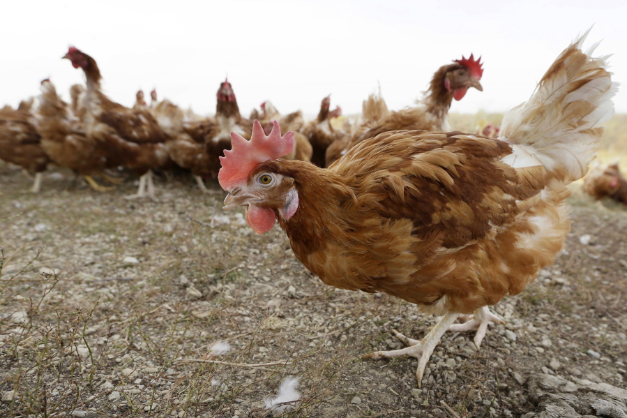FILE - In this Oct. 21, 2015, file photo, cage-free chickens walk in a fenced pasture at an organic farm near Waukon, Iowa. Some farmers are wondering if it's OK that eggs sold as free-range come from chickens being kept inside. It's a question that arises lately as farmers try to be open about their product while also protecting chickens from a highly infectious bird flu that has killed roughly 28 million poultry across the country.