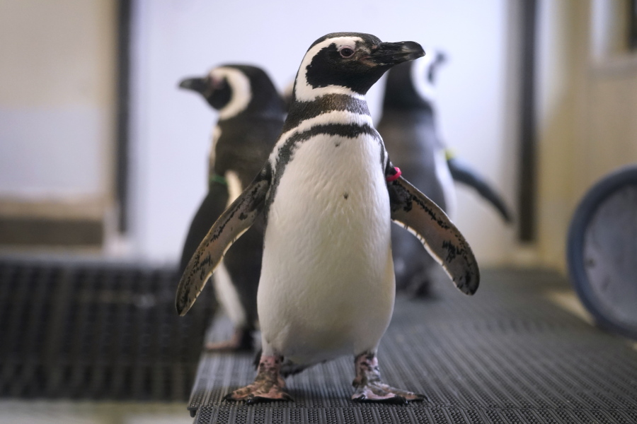 Magellan penguins stand April 5 in their enclosure at the Blank Park Zoo in Des Moines, Iowa. Zoos across North America are moving their birds indoors and away from people and wildlife as they try to protect them from the highly contagious and potentially deadly avian influenza.