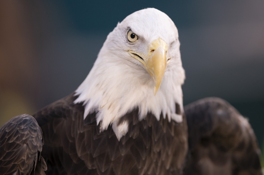 NextEra Energy subsidiary ESI Energy was sentenced to probation and ordered to pay more than $8 million in fines and restitution after at least 150 eagles were killed over the past decade at its wind farms in eight states.