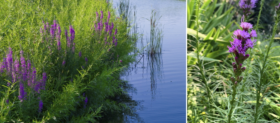 Purple loosestrife (Lythrum salicaria), left, and a Liatris spicata, commonly called blazing star or gay feather. Purple Loosestrife is an invasive plant that threatens wetlands and chokes out food sources and habitat for wildlife. TheLiatris spicata is a recommended alternative for invasive purple loosestrife.