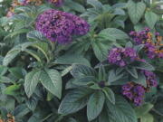 This image provided by Proven Winners shows a sweetly scented heliotrope flower, an old-time garden favorite.