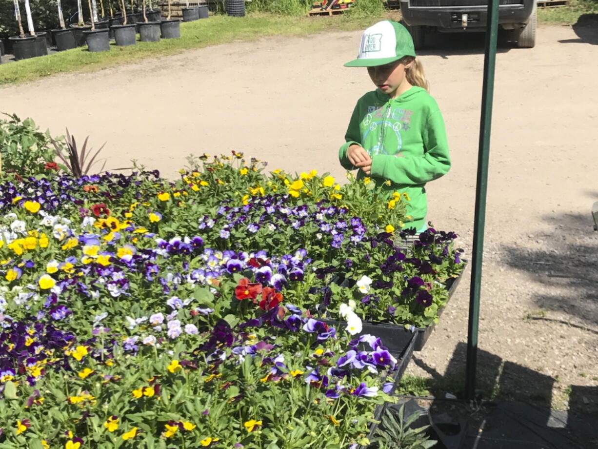 A young gardener looks over flats of pansies and other spring plants at a nursery. Taking children to a plant nursery and letting them see and smell the plants -- and take one home -- is a good way to encourage an early interest in gardening.