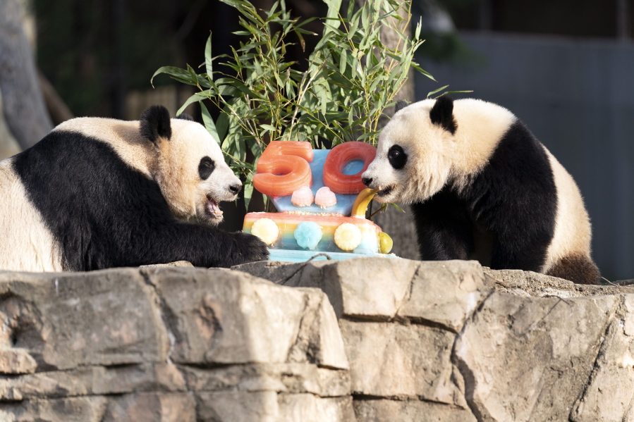 Pandas, patrons mark National Zoo milestone - The Columbian