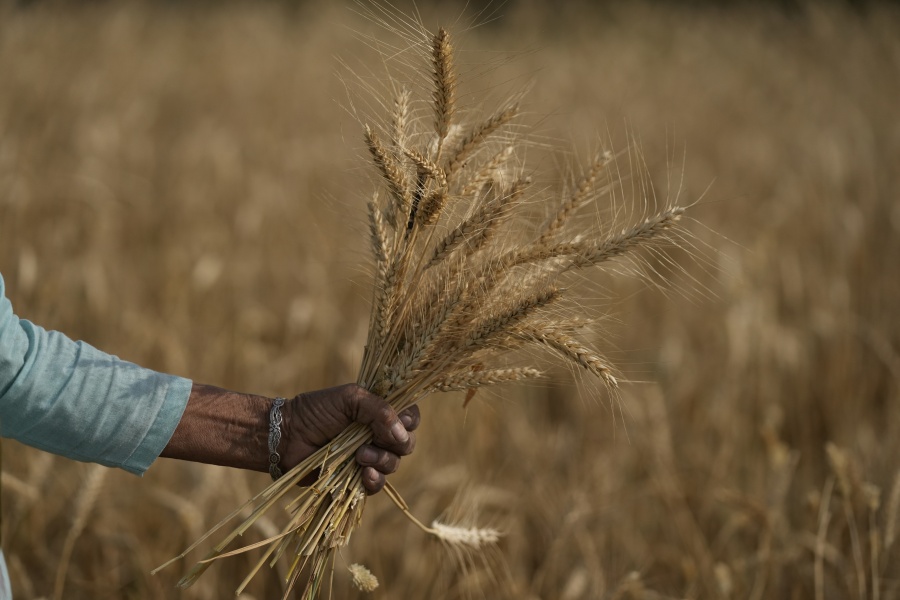A woman harvests wheat on the outskirts of Jammu, India, Thursday, April 28, 2022. An unusually early, record-shattering heat wave in India has reduced wheat yields, raising questions about how the country will balance its domestic needs with ambitions to increase exports and make up for shortfalls due to Russia's war in Ukraine.