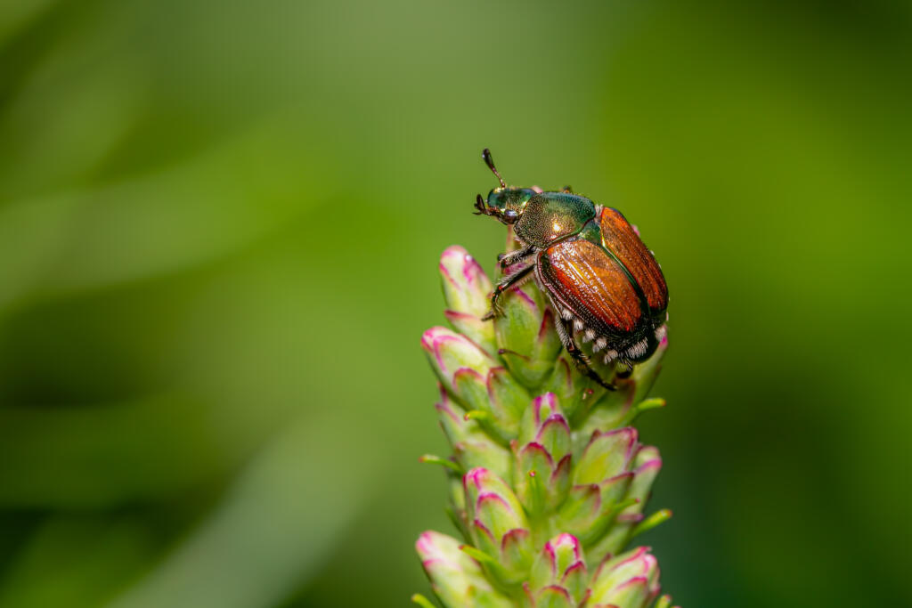 Japanese beetle on top of a liatris flower.