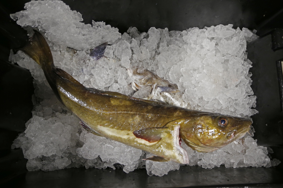 FILE- A cod fish sits on ice at the Portland Fish Exchange, in Portland, Maine. A U.S. ban on seafood imports from Russia over its invasion of Ukraine was supposed to sap billions of dollars from Vladimir Putin's war machine. But shortcomings in import regulations means that Russian-caught pollock, salmon and crab are likely to enter the U.S. anyway, by way of the country vital to seafood supply chains across the world: China. (AP Photo/Robert F.