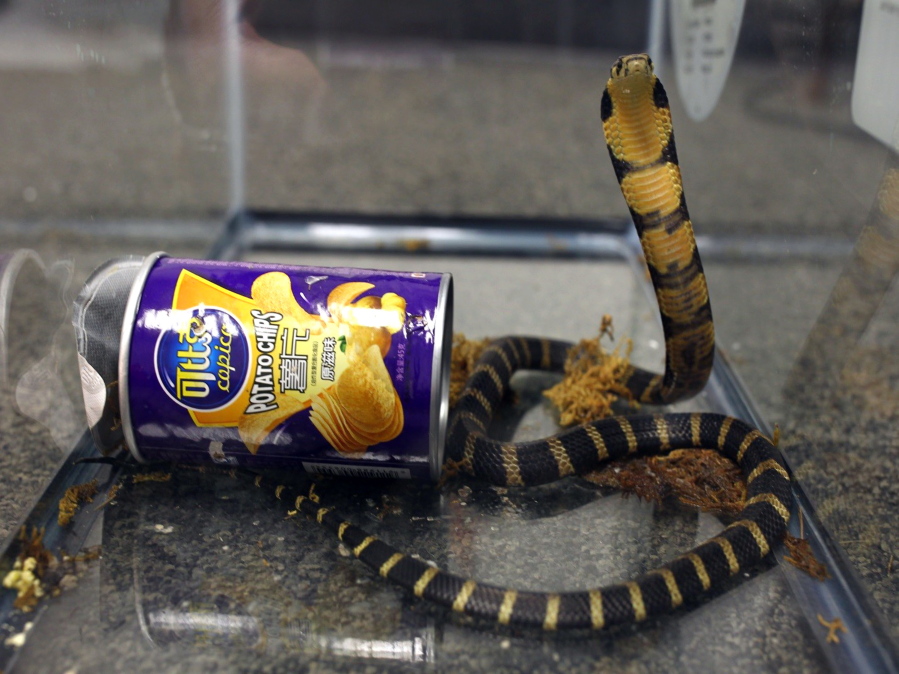 FILE - This undated photo provided by U.S. Fish and Wildlife shows a king cobra snake hidden in a potato chip can that was found in the mail in Los Angeles. More than one in five species of reptiles worldwide, including the king cobra, are threatened with extinction, according to a comprehensive new assessment of thousands of species published Wednesday, April 27, 2022, in the journal Nature. (U.S.