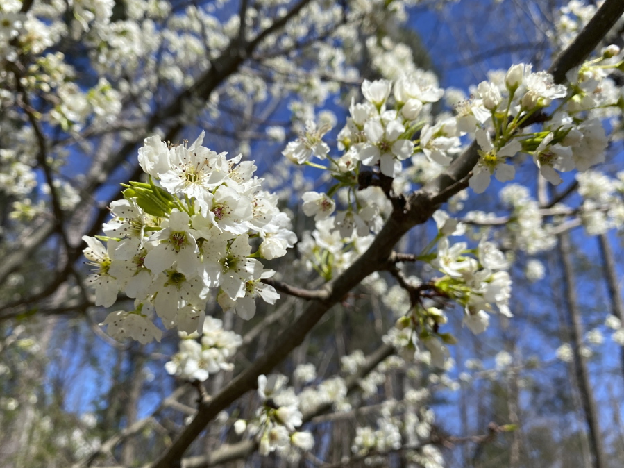 A callery pear is seen in Johns Creek, Ga. on Sunday, March 13, 2021. A stinky but handsome and widely popular landscape tree has become an aggressive invader, creating dense thickets that overwhelm native plants and bear four-inch spikes that can flatten tractor tires.
