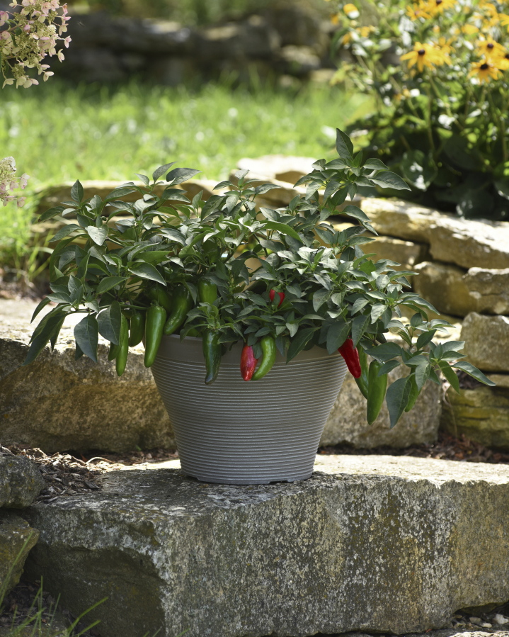 This image provided by Ball Horticultural Company shows Pot-a-Peno peppers growing in a patio container.