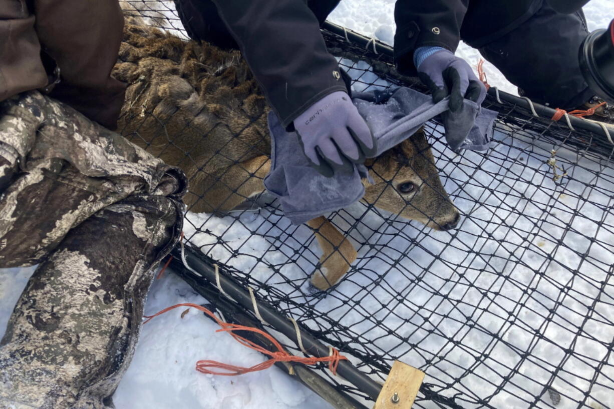 A wildlife team covers a young buck's head with a cloth to help calm it before testing the deer for the coronavirus and taking other biological samples in Grand Portage, Minn. on Wednesday, March 2, 2022. Scientists are concerned that the COVID-19 virus could evolve within animal populations - potentially spawning dangerous viral mutants that could jump back to people, spread among us and reignite what for now seems like a waning crisis.
