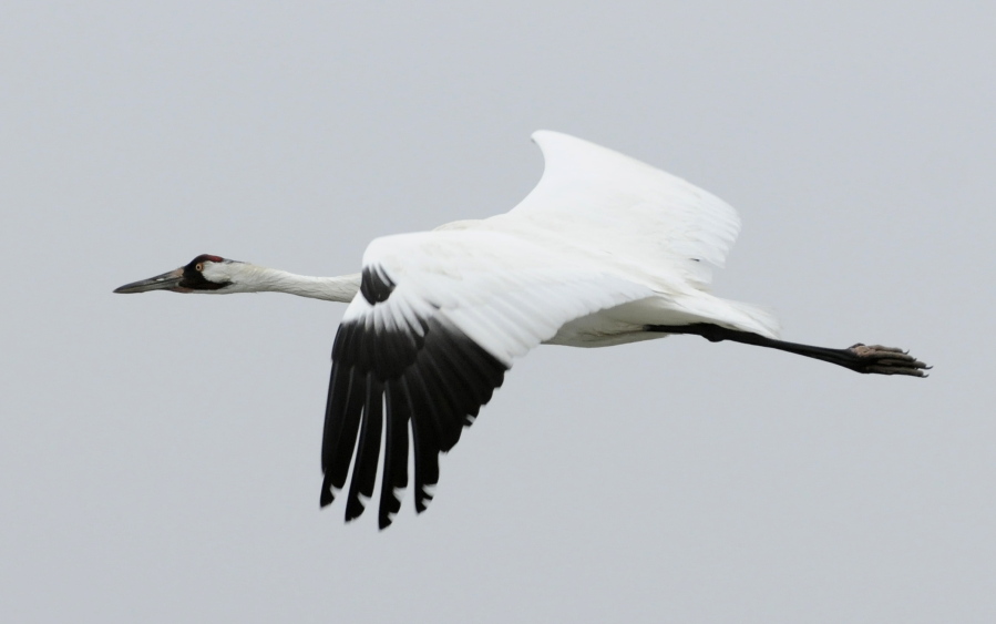 FILE - A whooping crane flies over the Aransas Wildlife Refuge in Fulton, Texas, Dec. 17, 2011. Scientists are concerned a devastating drought could hurt the recovery of the 300 endangered whooping cranes that winter in Texas. An environmental group says the Biden administration has made secret plans to weaken protection for the world's rarest crane. The U.S. Fish and Wildlife Service says it has not decided whether to propose reclassifying whooping cranes from endangered to threatened. The Center for Biological Diversity says documents obtained through open records requests show that agency officials "seem to have been deliberately misleading the public" about their plans.