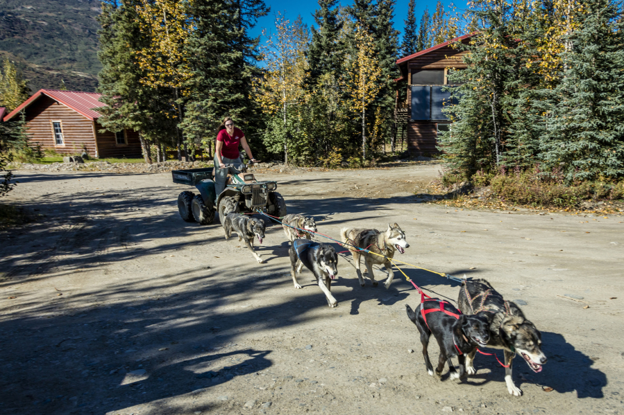 Sled dogs workout at Kantishna Roadhouse, Denali National Park, Alaska, Aug. 29, 2016.