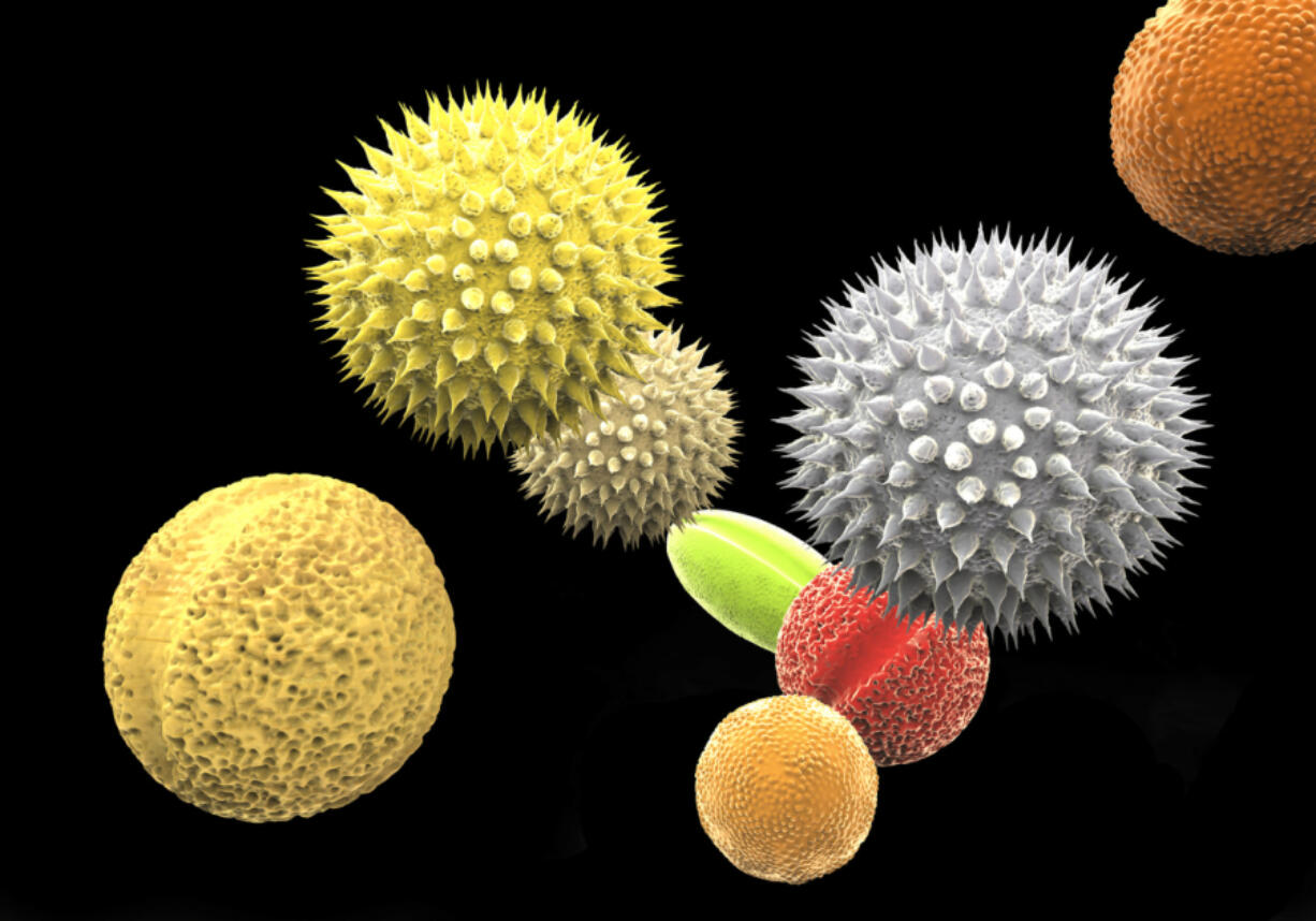 Illustration of pollen grains from different plants.