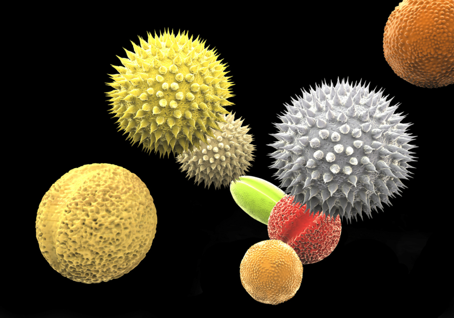 Illustration of pollen grains from different plants.