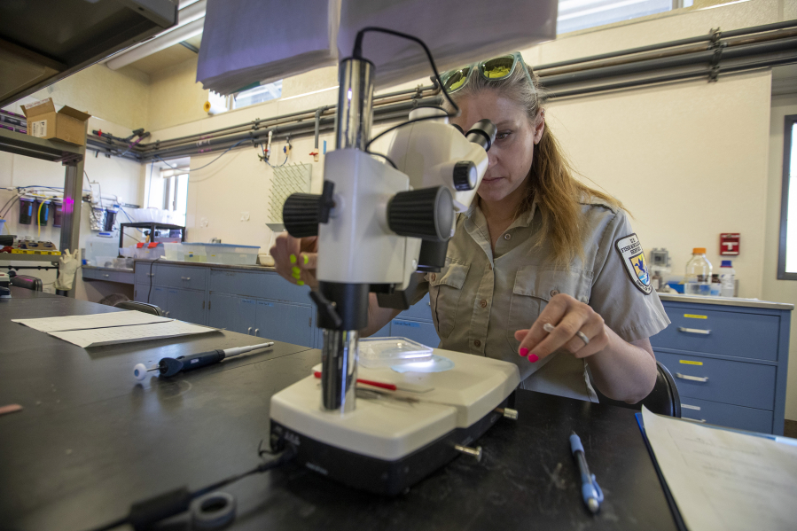 U.S. Fish and Wildlife Service fish biologist Jenny Gumm focuses a microscope on a Devil's Hole pupfish egg.