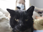 Buddy the cat greets the photographer as Dr. Katie Venanzi sits in the background in Venanzi's South Philadelphia home on April 23.