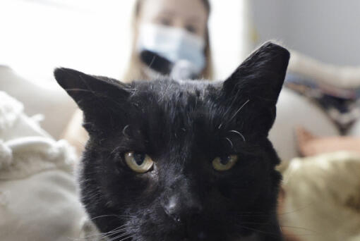 Buddy the cat greets the photographer as Dr. Katie Venanzi sits in the background in Venanzi's South Philadelphia home on April 23. (Elizabeth Robertson/ The Philadelphia Inquirer)