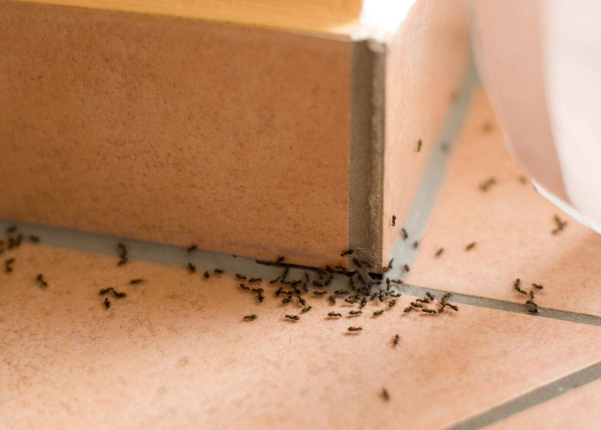 Pests such as ants can make their way into your home through some of the smallest nooks and crannies.